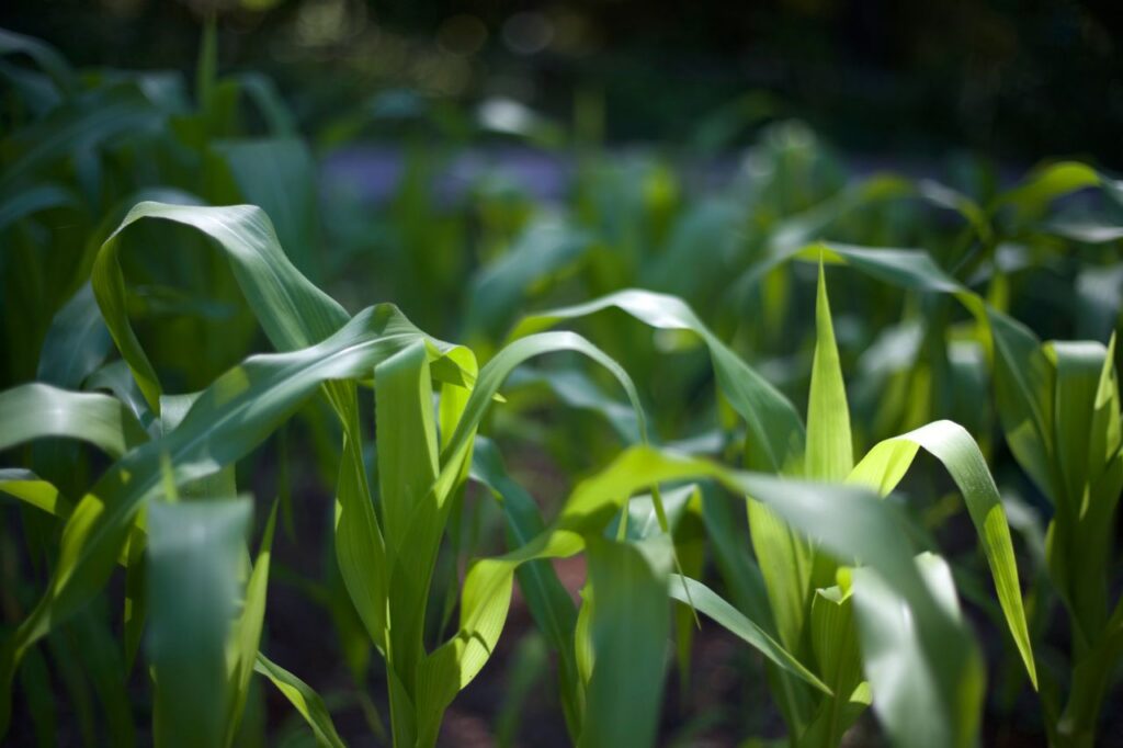 Close-up of vibrant corn plants in a sunlit field, capturing the essence of summer.