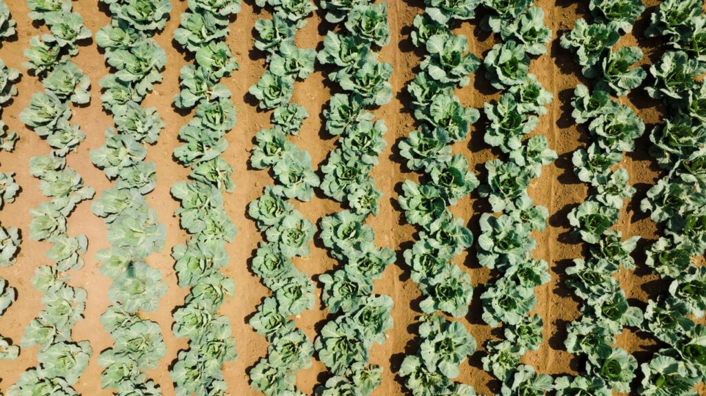 Aerial view of neatly arranged cabbage field rows in countryside farm.