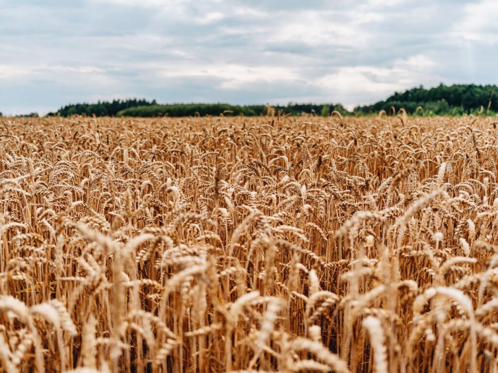 Expansive golden wheat field ready for harvest under a cloudy summer sky.