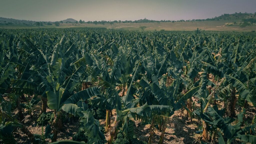 Expansive view of a vibrant banana plantation under clear skies in Abuja, Nigeria.