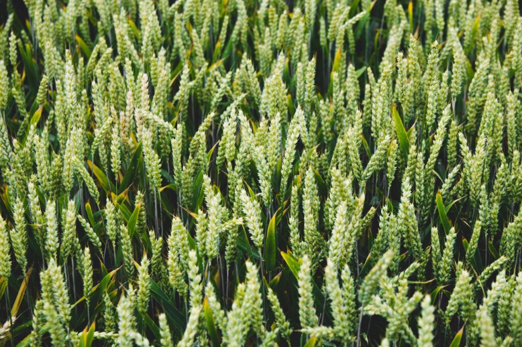 Lush green wheat field captured on a sunny day with vibrant growth and detail.