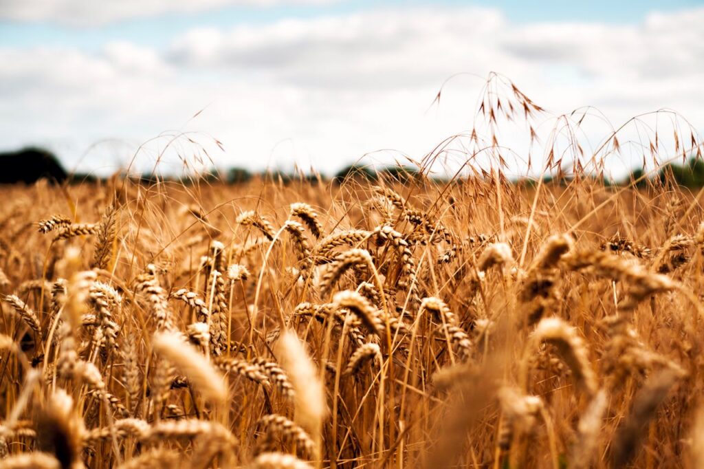 Close-up of a golden wheat field under a bright, cloudy sky, capturing rural beauty.