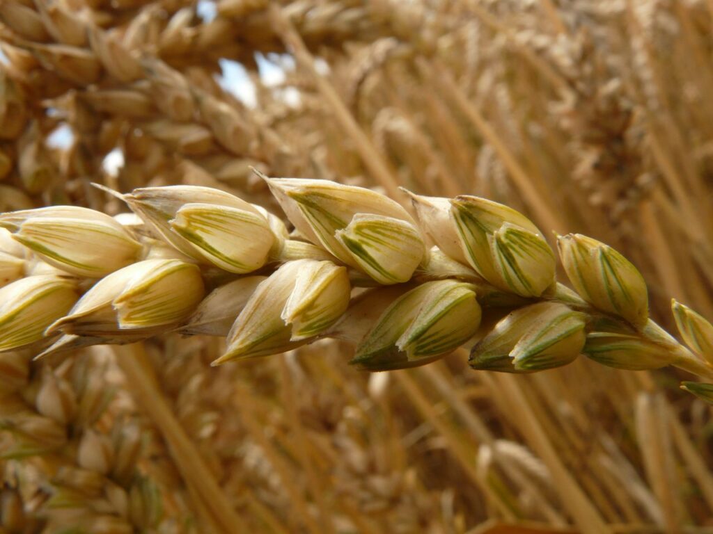 Detailed close-up of wheat grains with focus on texture and natural growth.